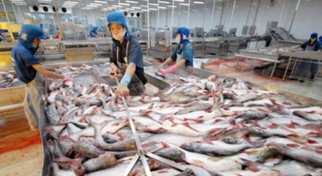 Kebijakan proteksi pertanian AS menimbulkan kesulitan terhadap ekspor ikan patin - ảnh 1