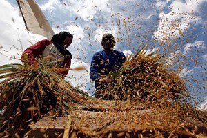 ASEAN mendorong   usaha memperbaiki kehidupan  pedesaan melalui gerakan OVOP - ảnh 1
