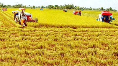 Menentukan  strategi  jangka panjang bagi  produksi  beras ekspor - ảnh 1