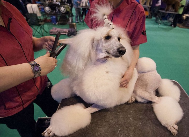 Pameran internasional  tahunan untuk memperkenalkan anjing yang diselenggarakan di Thailand - ảnh 1