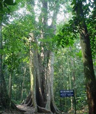 Perjalanan  mencari pengalaman  yang atraktif di Taman Nasional Cuc Phuong - ảnh 4