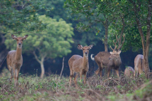 Perjalanan  mencari pengalaman  yang atraktif di Taman Nasional Cuc Phuong - ảnh 2