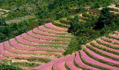 Provinsi Ha Giang- musim  bunga gandum kuda  yang memanggil-manggil - ảnh 1