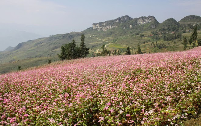 Provinsi Ha Giang- musim  bunga gandum kuda  yang memanggil-manggil - ảnh 2