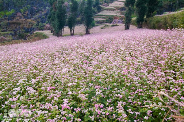 Provinsi Ha Giang- musim  bunga gandum kuda  yang memanggil-manggil - ảnh 3