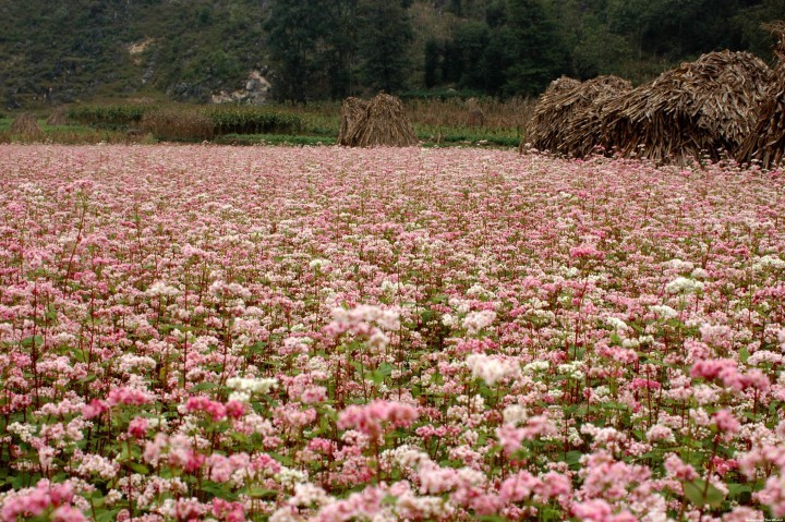 Provinsi Ha Giang- musim  bunga gandum kuda  yang memanggil-manggil - ảnh 4