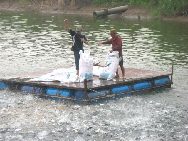 Badan-badan usaha Vietnam mengelola secara ketat  proses budidaya ikan tra dan ikan basa - ảnh 1