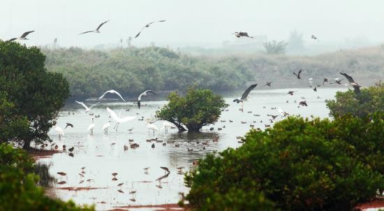 Taman Nasional Xuan Thuy -  Bumi baik tempat  burung  suka  bertengger - ảnh 2