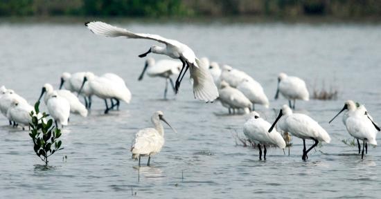 Taman Nasional Xuan Thuy -  Bumi baik tempat  burung  suka  bertengger - ảnh 3