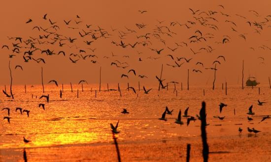 Taman Nasional Xuan Thuy -  Bumi baik tempat  burung  suka  bertengger - ảnh 6