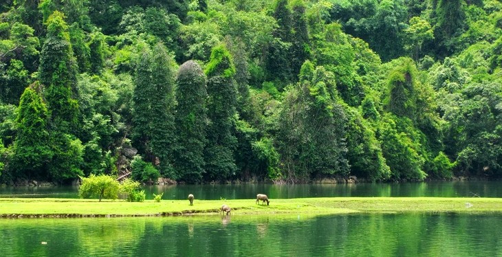 Taman Nasional Ba Be-Tempat wisata  yang atraktif di provinsi Bac Kan - ảnh 1