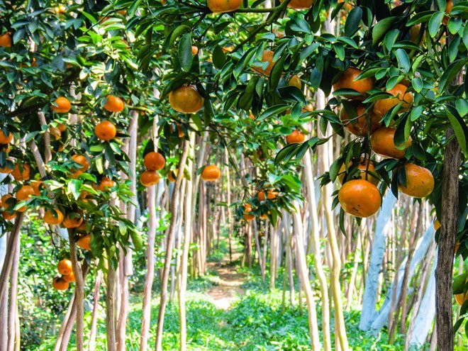 Keindahan kebun jeruk keprok  Lai Vung, provinsi Dong Thap - ảnh 2