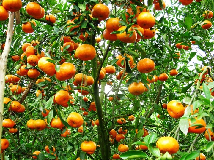 Keindahan kebun jeruk keprok  Lai Vung, provinsi Dong Thap - ảnh 1