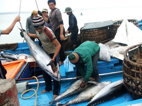 Kaum nelayan provinsi Binh Dinh mencapai panenan raya dalam penangkapan ikan awal tahun baru - ảnh 1