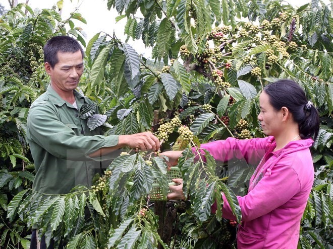 Vietnam mendukung  “gagasan tentang dekade pertanian kepala keluarga” - ảnh 1