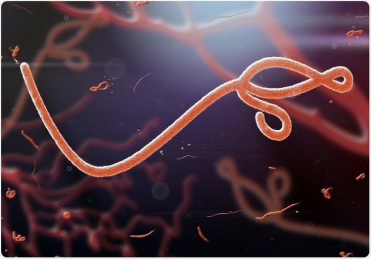 WHO menyatakan wabah Ebola di Republik Demokrasi Kongo berhenti - ảnh 1