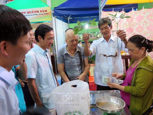  Pasaran ginseng Ngoc Linh untuk pertama kalinya dibuka di provinsi Quang Nam. - ảnh 1