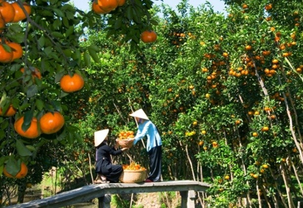 Mengunjungi Kebun pohon buah-buahan Vam Xang, Kabupaten Phong Dien, Kota Can Tho - ảnh 3