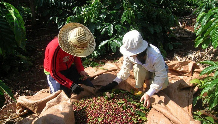 Meningkatkan nilai kopi  dan mengembangkan zona ekonomi daerah Tay Nguyen - ảnh 1