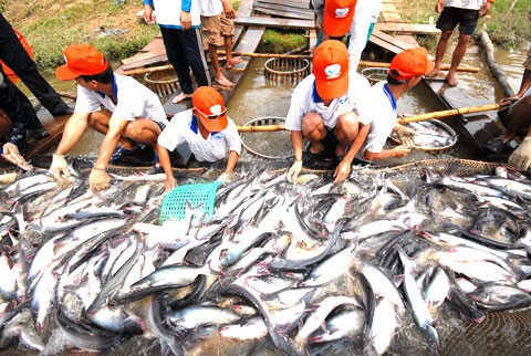 The US agricultural subsidy policy hampers tra fish export - ảnh 1