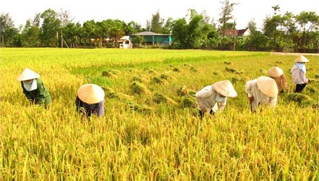 Japan and Vietnam enhance agricultural cooperation - ảnh 1