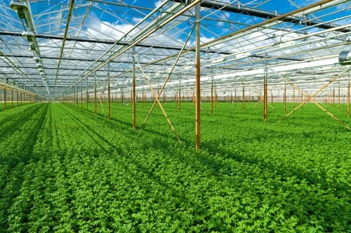 Vietnam invests in high-tech agriculture - ảnh 1