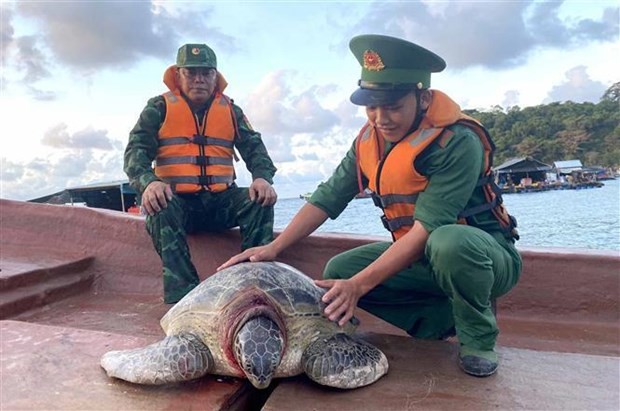 Endangered turtle released back to sea in Mekong Delta region - ảnh 1