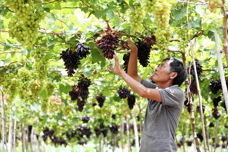 Ninh Thuan province's vineyards attract tourists - ảnh 4