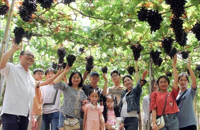 Ninh Thuan province's vineyards attract tourists - ảnh 6