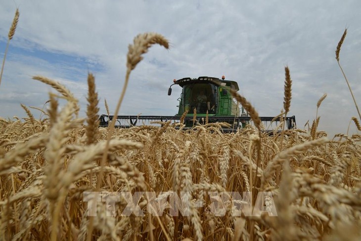 Russia says it will continue exporting grain - ảnh 1