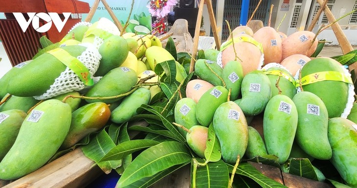 An Giang exports first green-peel elephant mangos to Australia, US - ảnh 2