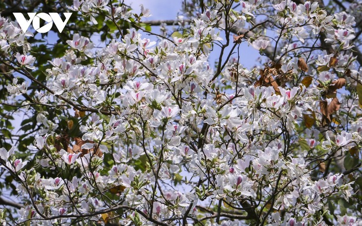 Dien Bien basking in bauhinia blooming season - ảnh 1