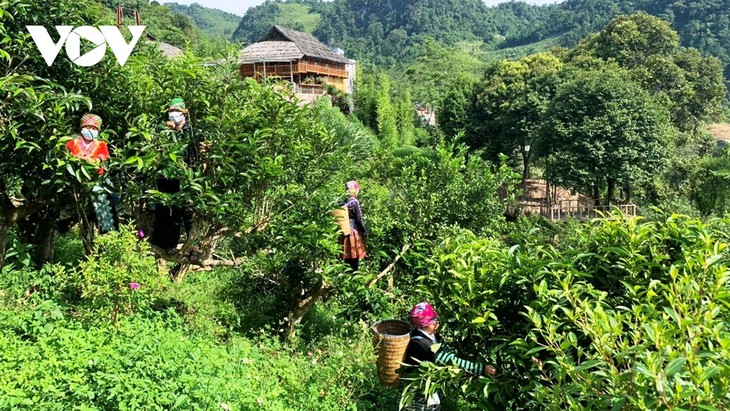 Bumper tea season in Suoi Giang commune - ảnh 1