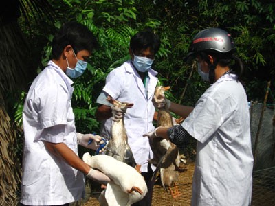 Vietnam gears up efforts to fight H5N1 and H1N1 - ảnh 1