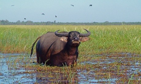 Australia sends first shipment of buffalo to Vietnam - ảnh 1