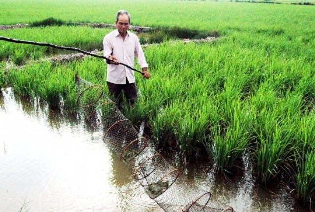 Rice-shrimp farming: an effective and sustainable production model