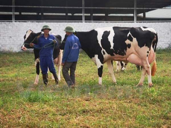 HCM City looks to beef up agriculture cooperation with Australia - ảnh 1