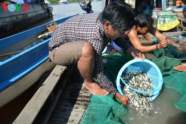  Mekong Delta in flood season - ảnh 2
