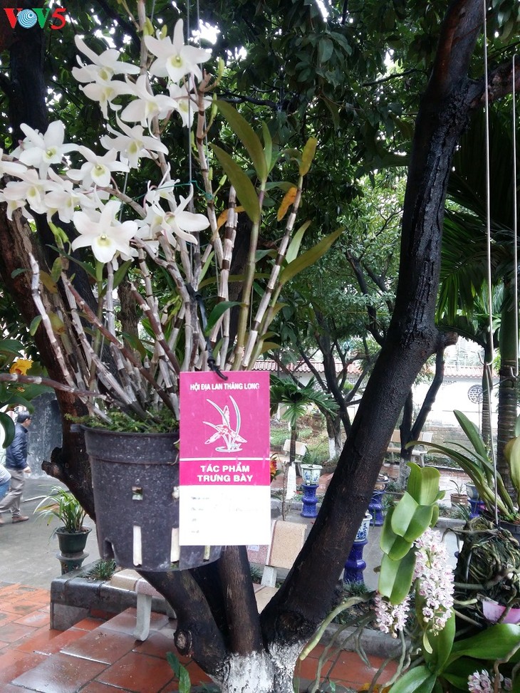 Hanoi hosts annual orchid festival - ảnh 1