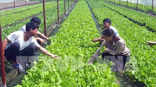 Vietnam applies high-tech in agriculture production  - ảnh 1