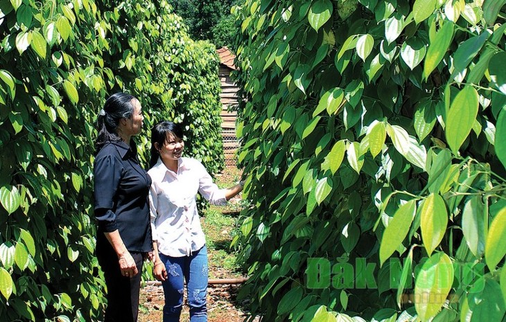 Commodity exchange offers opportunities for Vietnamese farm produce - ảnh 1
