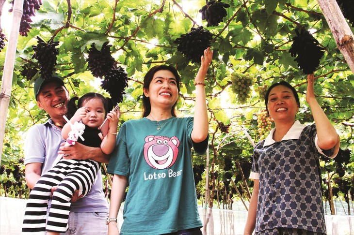 Ninh Thuan’s farmers prosper with new, high-quality grape variety  - ảnh 2