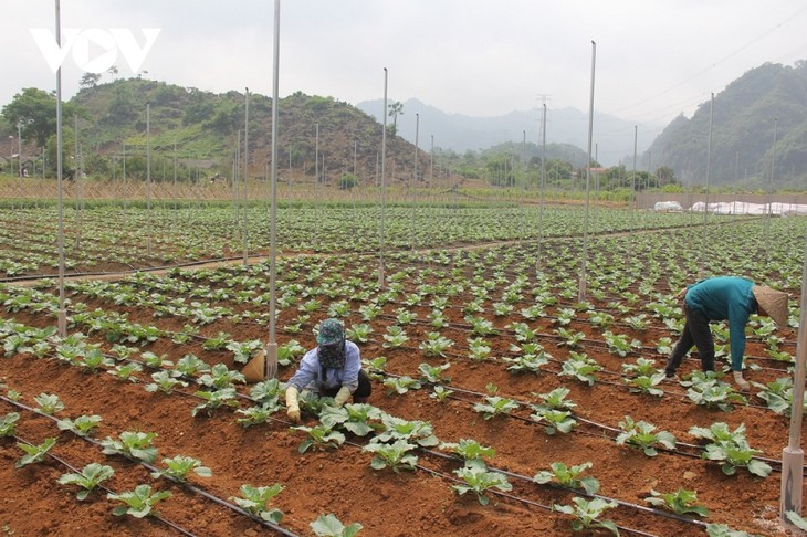 Son La strives to become high-tech agricultural hub of northwestern region - ảnh 2