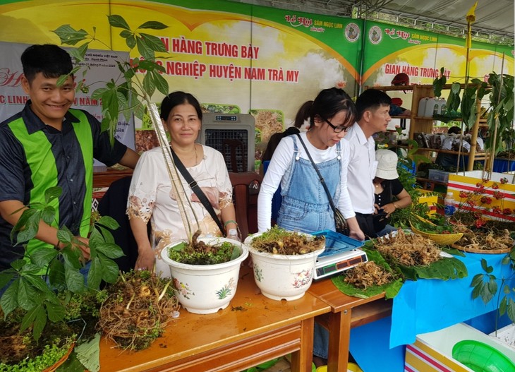 Quang Nam province finds ways to promote Ngoc Linh ginseng internationally - ảnh 3