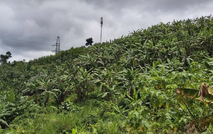 Co Tu ethnics escape poverty by growing Siamese banana trees - ảnh 2