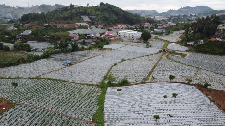 Farmers getting rich growing strawberries in Son La - ảnh 1