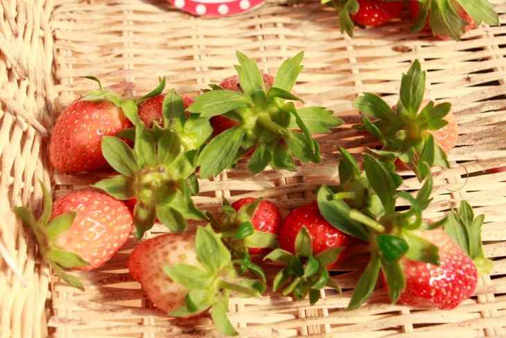 Farmers getting rich growing strawberries in Son La - ảnh 2