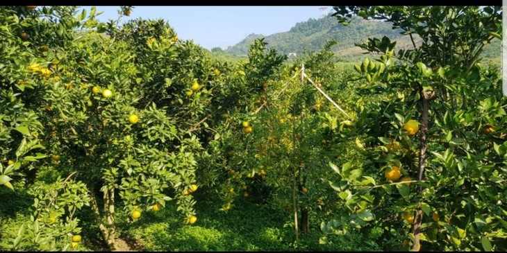 3T Farm, a typical agricultural model in Hoa Binh province - ảnh 1