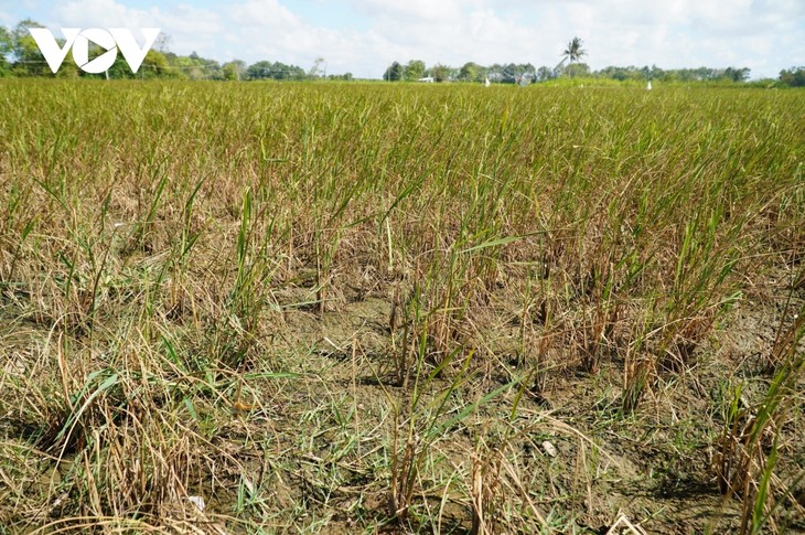 Mekong Delta provinces seek ways to fight drought and saline intrusion - ảnh 1