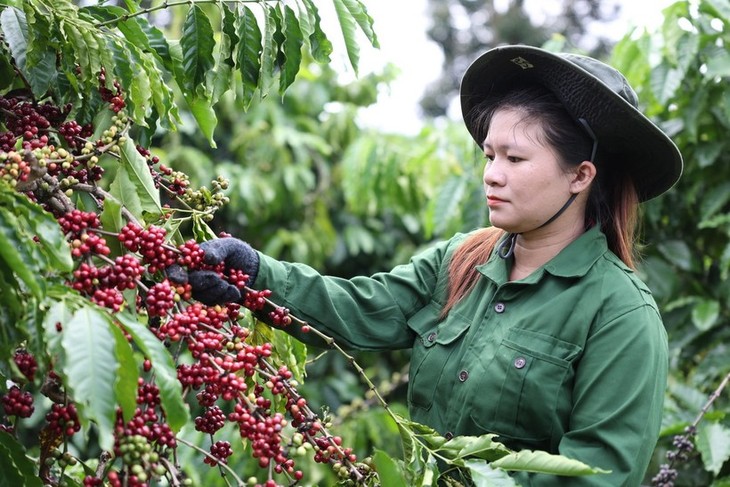 Vietnam posts 100% growth in coffee export to Spain - ảnh 1